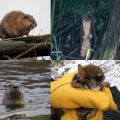 The Hidden Gem of Northern Virginia: The Vital Role of Wildlife in Maintaining Natural Resources