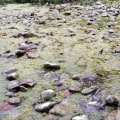 Preserving Northern Virginia's Natural Resources: The Threat of Water Pollution