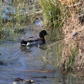 The Hidden Gem of Northern Virginia: The Vital Role of Wetlands in Preserving Natural Resources