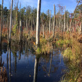 Restoring and Preserving Natural Resources in Northern Virginia