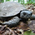 Preserving Endangered Species in Northern Virginia: An Expert's Perspective