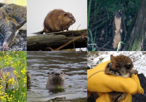 The Hidden Gem of Northern Virginia: The Vital Role of Wildlife in Maintaining Natural Resources