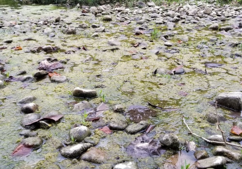 Preserving Northern Virginia's Natural Resources: The Threat of Water Pollution