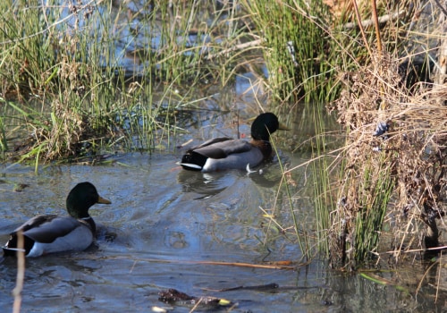 The Hidden Gem of Northern Virginia: The Vital Role of Wetlands in Preserving Natural Resources