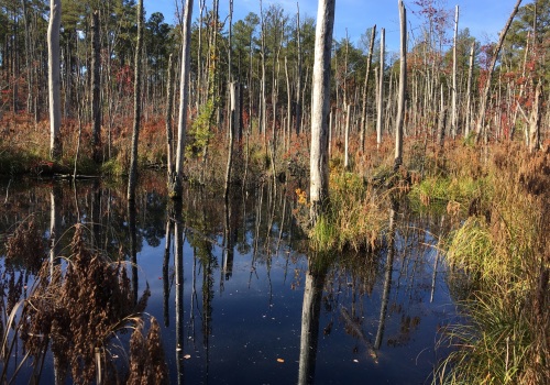 Restoring and Preserving Natural Resources in Northern Virginia