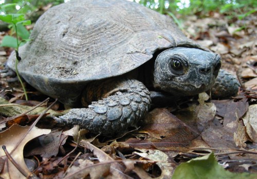 Preserving Endangered Species in Northern Virginia: An Expert's Perspective